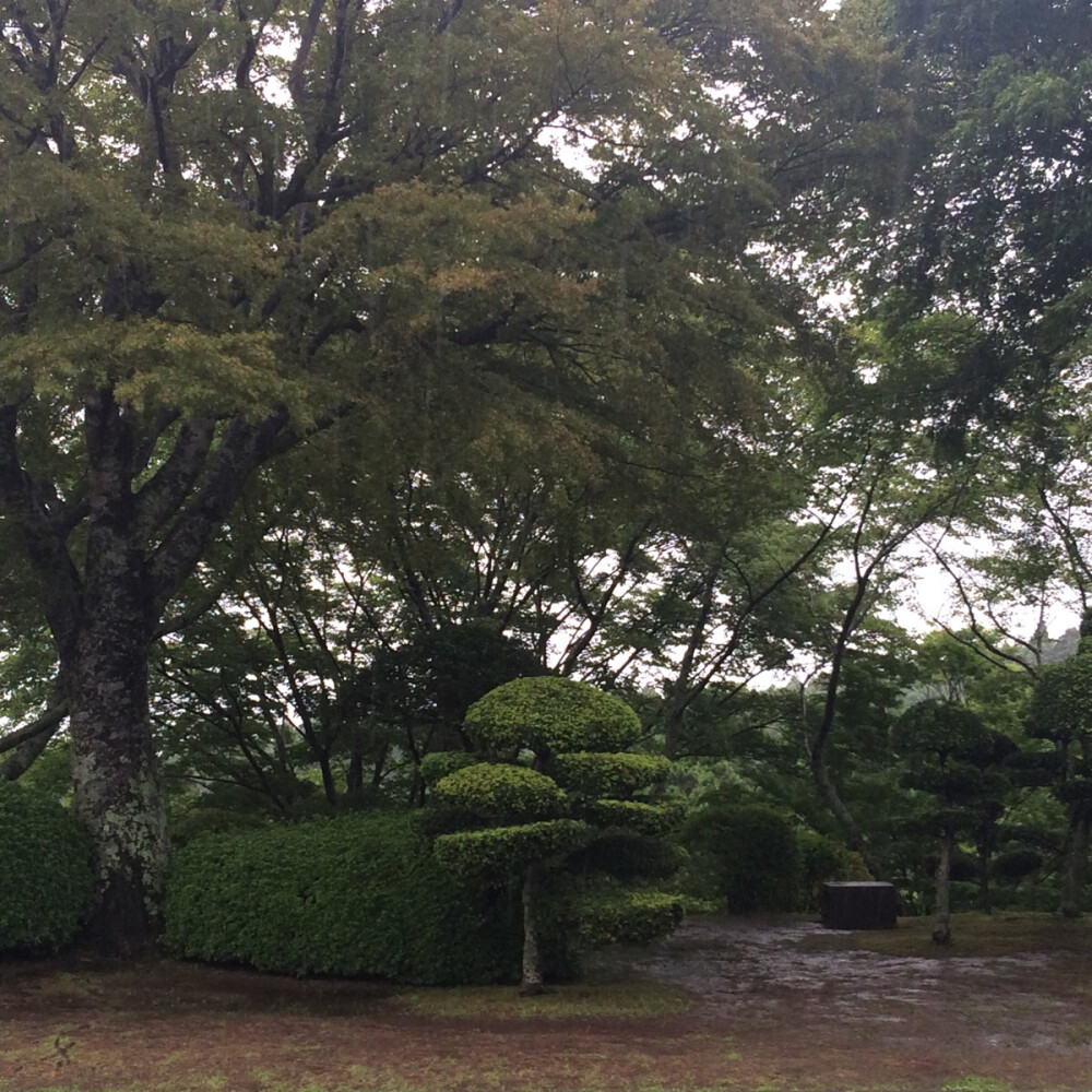 外形清朗的小松，在雨中静默