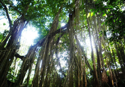 【巴厘岛】圣猴森林公园是一片豆蔻林，林中生活着当地特有的巴厘猕猴。巴厘岛居民认为猴子是神猴哈努曼的部下，也应该当作神灵敬奉。因此这里的猴子生活得无忧无虑，还有专人喂养。