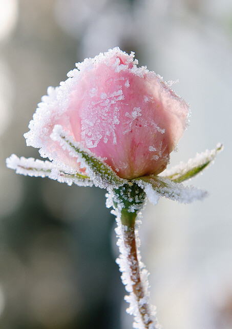 【花の密语】雪中缤纷