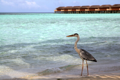【马尔代夫】在马代每个岛都会有这样一只大鸟。清晨鲨鱼捕食的时候，它就站在岸边围观，等待着鲨鱼将鱼群赶到嘴边。感觉是一只在思考鸟生的大鸟呢！