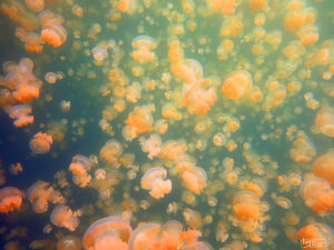 【帕劳】海底的水母，潜水会遇见他们哦