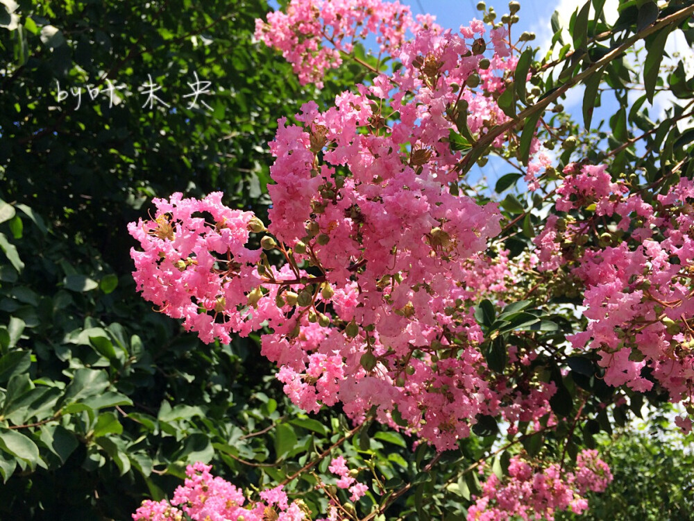 寻一抹街角的芬芳—by 叶未央