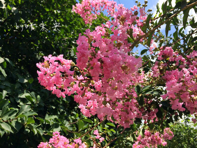 寻一抹街角的芬芳—by 叶未央
