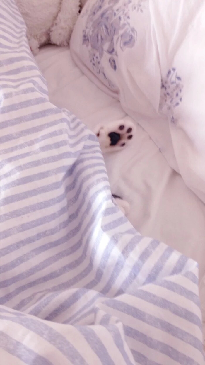 下辈子做只猫然后去流浪寻一处温暖然后定居他乡.