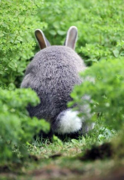 一只兔子长成这样已经好不容易了。还长成龙猫样。简直厉害啊~快别躲。出来瞅瞅~