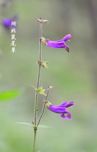 湖北鼠尾草