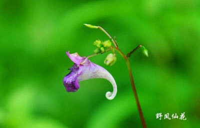 野凤仙花