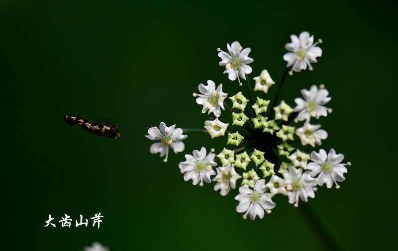 大齿山芹