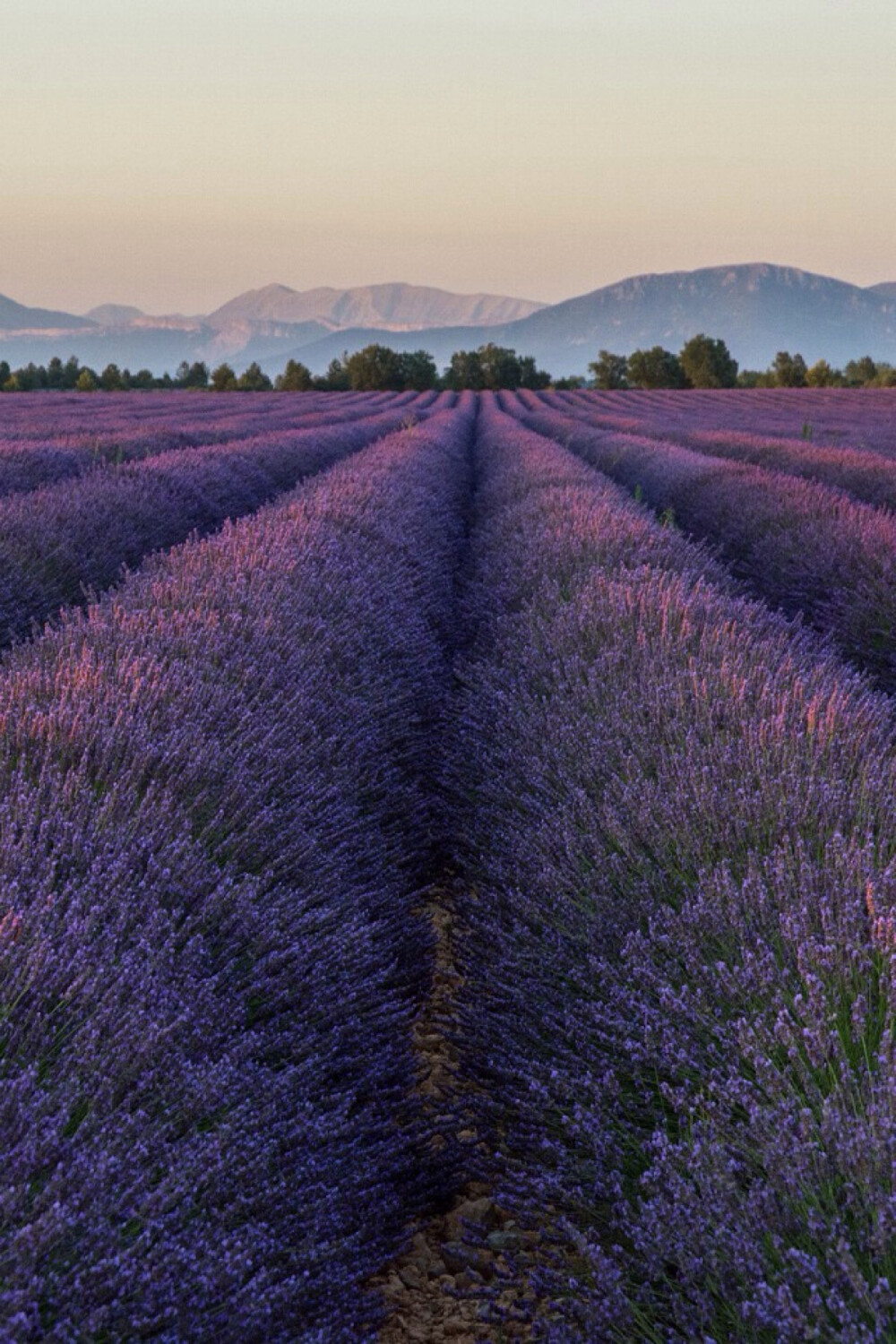 En Provence 普罗旺斯