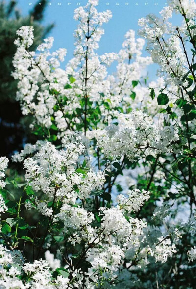 花景