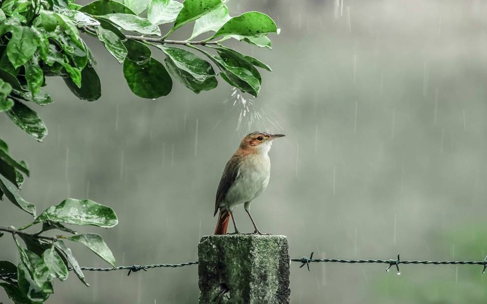 雨中鸟