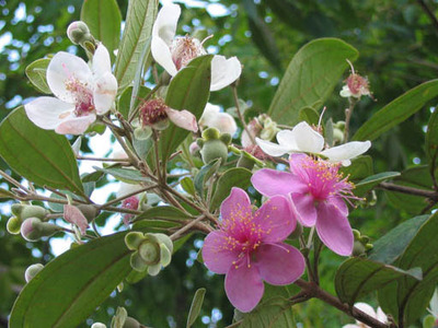 桃金娘 (拉丁学名:rhodomyrtus tomentosa),别名:哆尼,岗菍,山菍,多莲