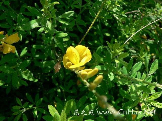 金雀花 (拉丁文名:Parochetus communis)又名:紫雀花，为豆科、紫雀花属匍匐草本，高10-20厘米，被稀疏柔毛。根茎丝状，节上生根，有根瘤。瓣端稍尖，旁分两瓣，势如飞雀，色金黄，故名&amp;quot;金雀花&amp;quot;。生于林缘草地、山坡、路旁荒地，海拔2000-3000米。产四川、云南、西藏。印度、尼泊尔、不丹、斯里兰卡、缅甸、泰国、马来西亚和非洲东部也有分布。