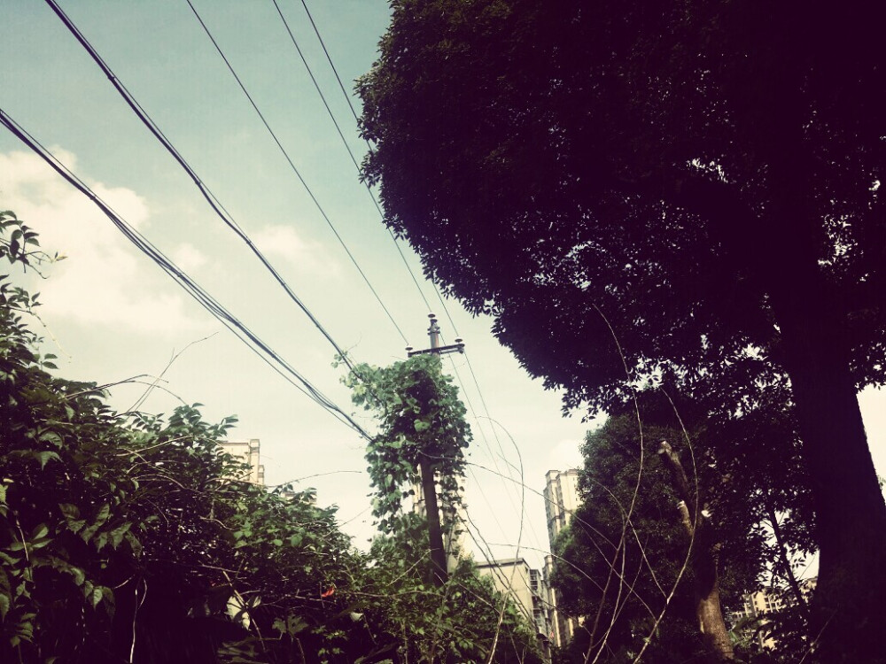 戚雨。 黑色电线分割的天空，雨滴划过分界线， 落入如洗的碧空，倒影被凌乱……