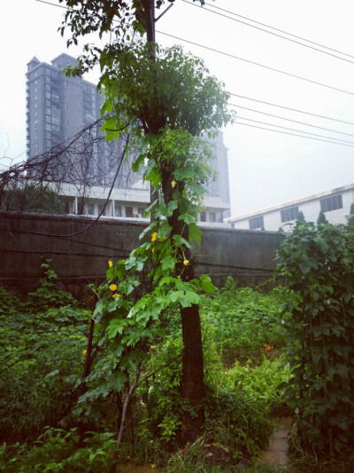 戚雨。 黑色电线分割的天空，雨滴划过分界线， 落入如洗的碧空，倒影被凌乱……