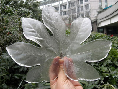 冰雨后，冰在凝固的叶面上形成的冰叶