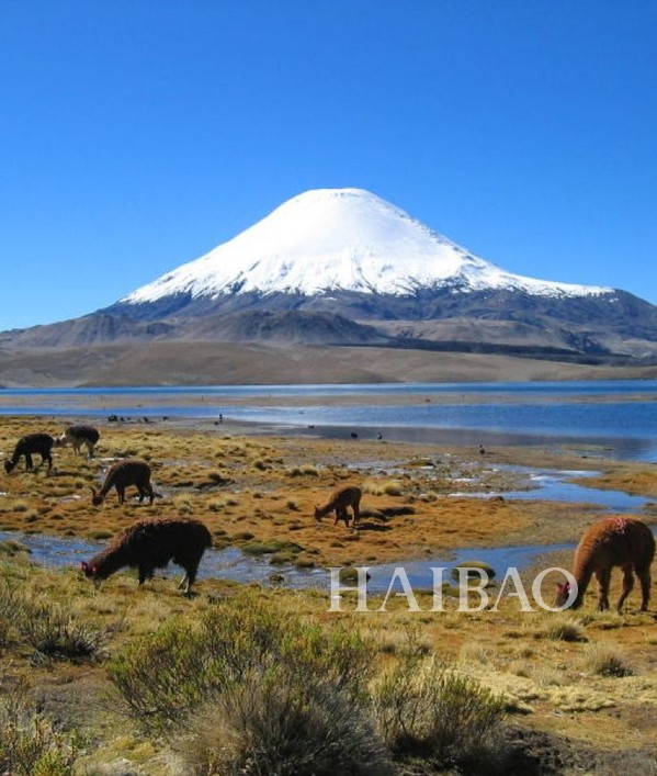 萨哈马国家公园是玻利维亚奥鲁罗省的一座国家公园,建立于1939年。位于玻利维亚与智利的边界线附近,连接智利的劳卡国家公园。公园里的萨哈马火山海拔6542米，是玻利维亚最高的山。它位于拉巴斯南部，山顶终年积雪，高耸在周围的高原上。景象壮观，山脚下的森林是全世界海拔最高的森林。萨哈马国家公园是没有路穿过公园的，只能步行越野，这适合徒步旅行爱探险的旅行者们。