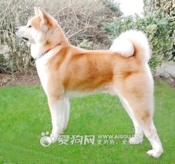 秋田犬:1000-10000,日本的贵,美国的便宜。