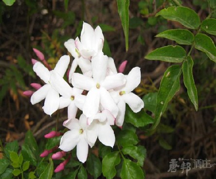 巴基斯坦突尼斯国花 --素馨