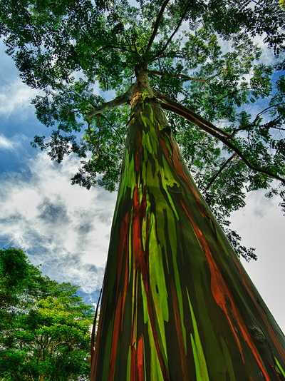 夏威夷的彩虹桉树：在南太平洋生长的树，实用而美观。