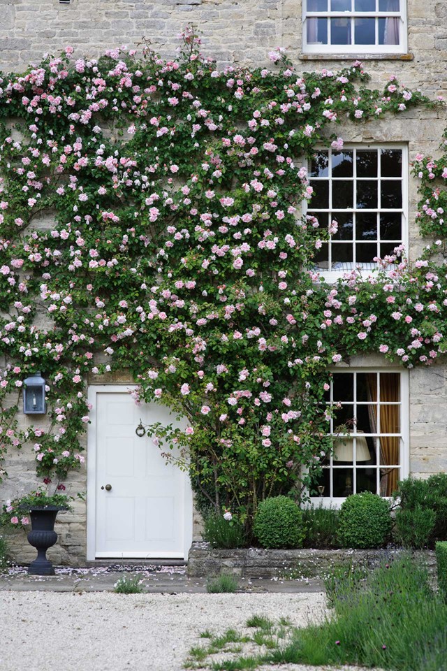 climbing roses