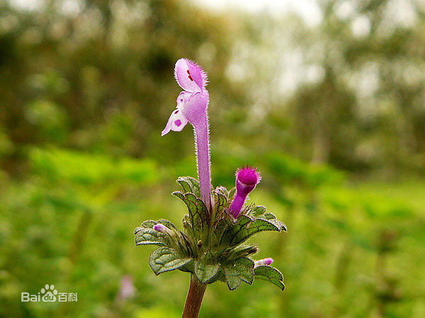 宝盖草（学名：Lamium amplexicaule L.）又名：珍珠莲、接骨草、莲台夏枯草等，唇形科，野芝麻属，一年生或二年生植物。 小小的深紫色球形为闭锁花。（图片来自网络）