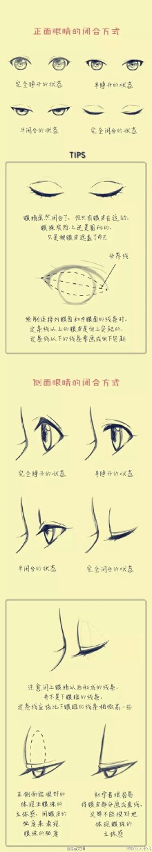 侧面眼睛