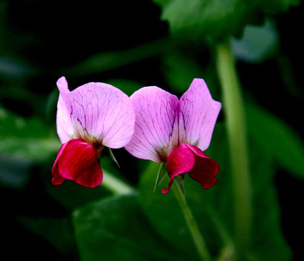 豌豆，豌豆属 Pisum，蝶形花亚科 Papilionoideae，豆科 Leguminosae。 （图片来自网络）