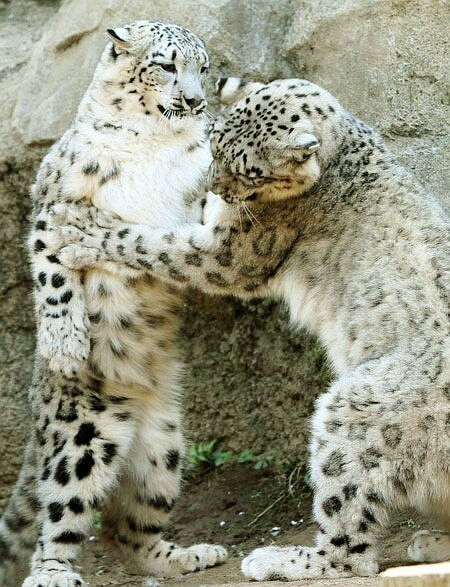 宠物 摄影 萌物 卖萌 动物 可爱 水濑