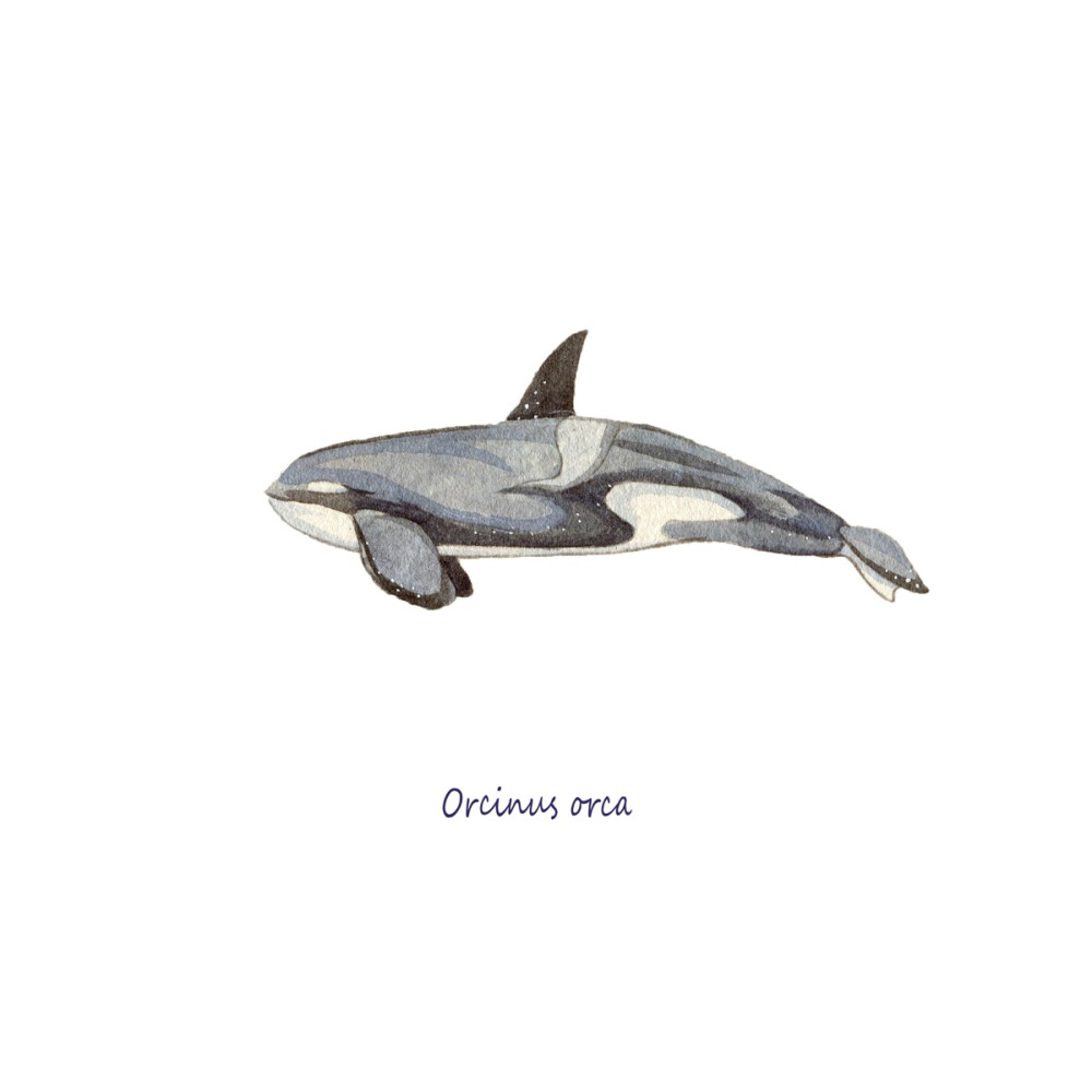 whale