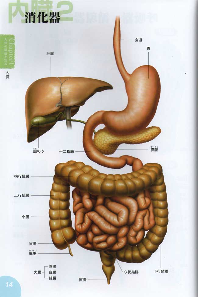 人体解剖动漫图解