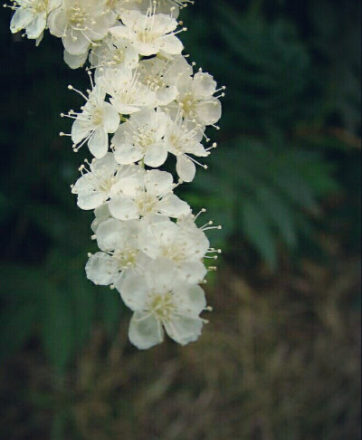 绣线菊 祈福 努力.