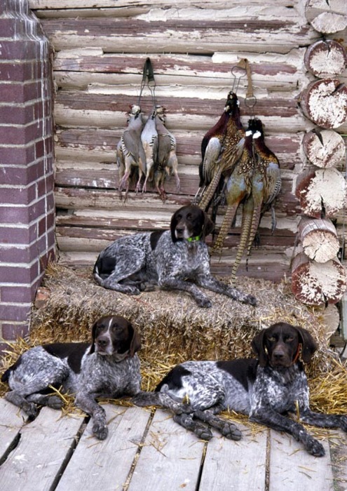 June keeps three german short haired pointers, one for each of her boys, to keep her company while they're away. Ty and Ethan are in Texas, and Shane's wherever the snow is!