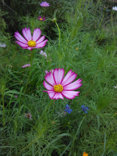 格桑花