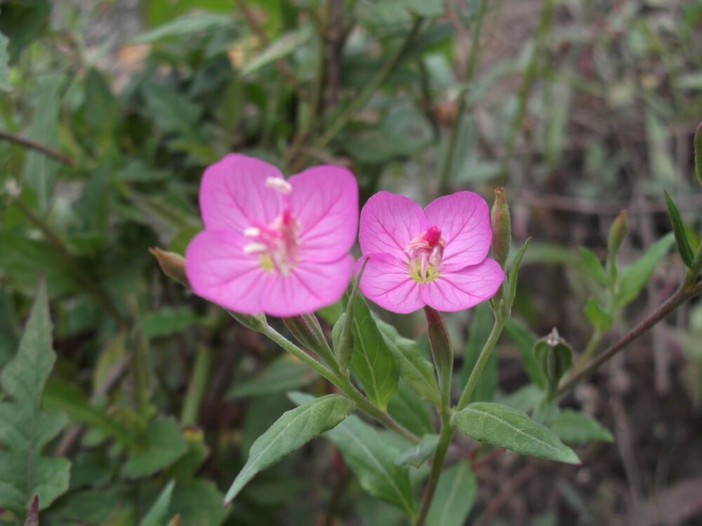 月见草，月见草属 Oenothera，柳叶菜科 Onagraceae