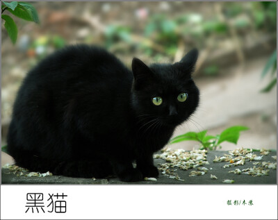 猫咪 喵星人 猫崽崽 可爱 卖萌 黑猫 宠物 动物