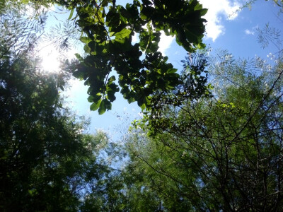 想念家里的蓝天绿叶，想要回去了。 2015-08-05