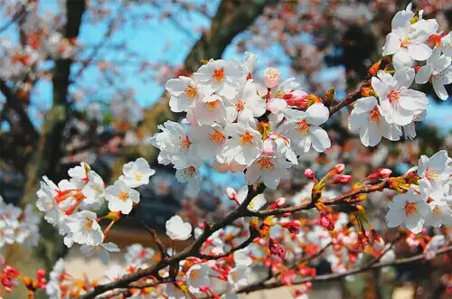 『日本』『樱花图集』『小清新』图素来源于各大贴吧侵删致歉