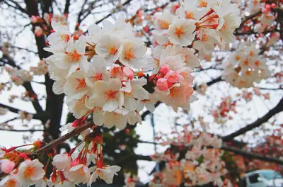 『日本』『樱花图集』『小清新』图素来源于各大贴吧侵删致歉