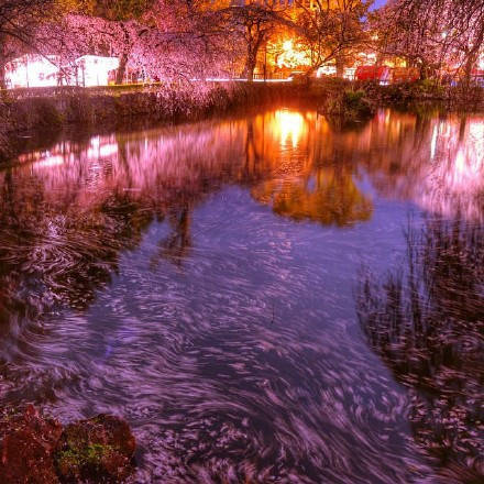 富士山脚下的樱花夜景