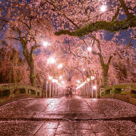 [富士山脚下的樱花夜景