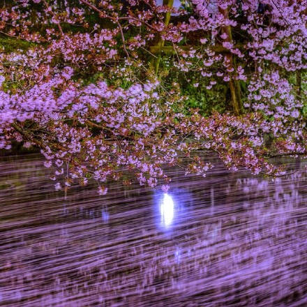 富士山脚下的樱花夜景