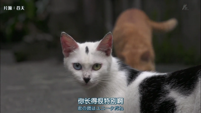 台湾~猫咪。太妖媚了这只！