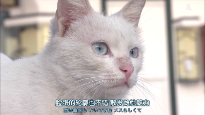 冰蓝色眼睛~猫咪――《猫步走世界》