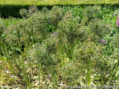 【石之若璞-花事-夏日觅花影】种名：大花葱~ 学名：Allium giganteum~ 英名：Giant Onion~ 别名：吉安花、巨葱、高葱、硕葱~ 百合科-葱属~