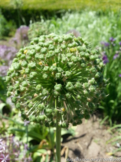 【石之若璞-花事-夏日觅花影】种名：大花葱~ 学名：Allium giganteum~ 英名：Giant Onion~ 别名：吉安花、巨葱、高葱、硕葱~ 百合科-葱属~