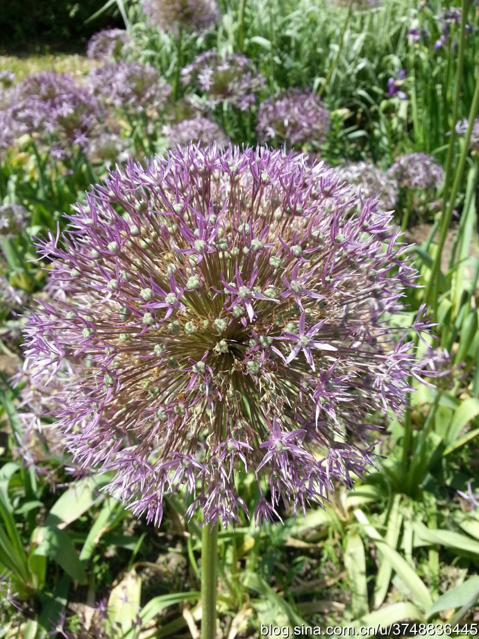 【石之若璞-花事-夏日觅花影】种名：大花葱~ 学名：Allium giganteum~ 英名：Giant Onion~ 别名：吉安花、巨葱、高葱、硕葱~ 百合科-葱属~