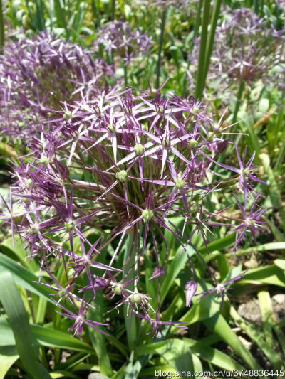 【石之若璞-花事-夏日觅花影】种名：大花葱~ 学名：Allium giganteum~ 英名：Giant Onion~ 别名：吉安花、巨葱、高葱、硕葱~ 百合科-葱属~