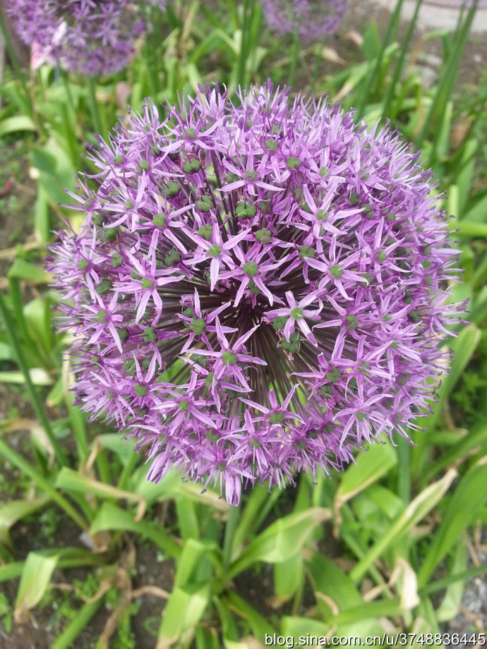 【石之若璞-花事-夏日觅花影】种名：大花葱~ 学名：Allium giganteum~ 英名：Giant Onion~ 别名：吉安花、巨葱、高葱、硕葱~ 百合科-葱属~