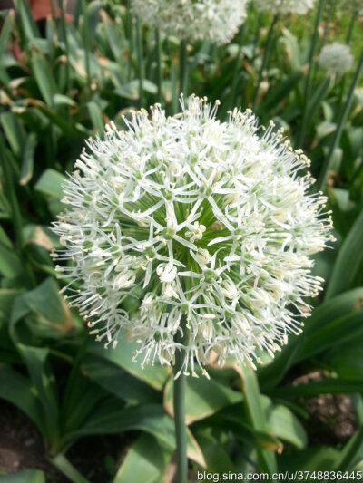 【石之若璞-花事-夏日觅花影】种名：大花葱~ 学名：Allium giganteum~ 英名：Giant Onion~ 别名：吉安花、巨葱、高葱、硕葱~ 百合科-葱属~